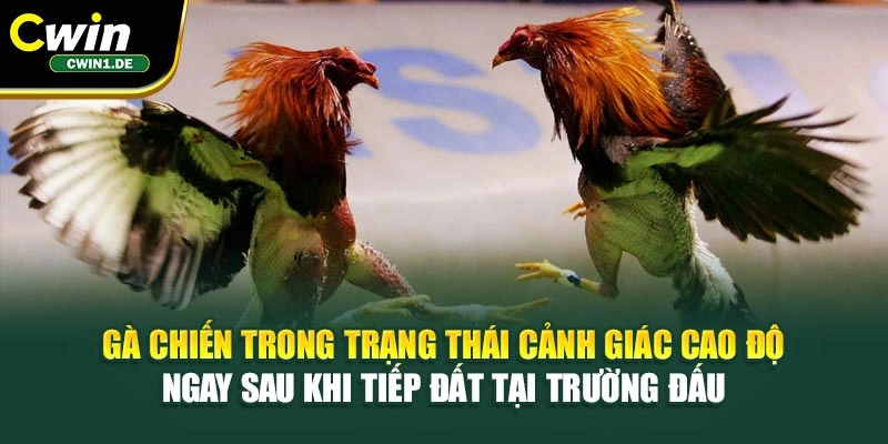 Gà chiến trong trạng thái cảnh giác cao độ ngay sau khi tiếp đất tại trường đấu